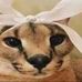Profile Picture of Michael Linares (@michael.linares.9237) on Facebook