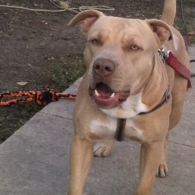 Profile Picture of Daniel Stowers (@dstowerstx) on Twitter