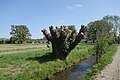 Profile Picture of Wildbach (Wurm)on Wikipedia