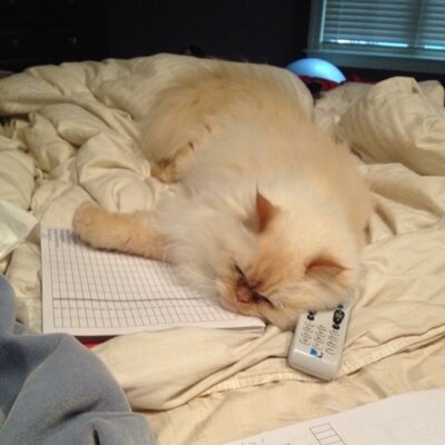 Profile Picture of Tammy Franklin (@TDFrank) on Twitter