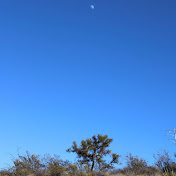 Profile Picture of Getting To Know Trees With Jason McInnes (@knowingtrees) on Youtube