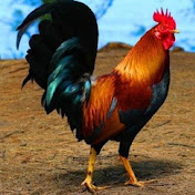 Lebelle Popolari - Youtube Profile Picture of Lebelle Popolari (@lebellepopolari3701) on Youtube