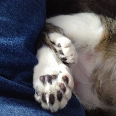 Profile Picture of Jo Blow (@ChidleyCindy) on Twitter