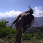 Profile Picture of _alexander_lujan_ (@_alexander_lujan_) on Instagram