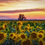 Profile Picture of Trudy (@trudylianephotography) on Instagram