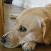 Profile Picture of Michael Brow (@michaelbrow6027) on Youtube