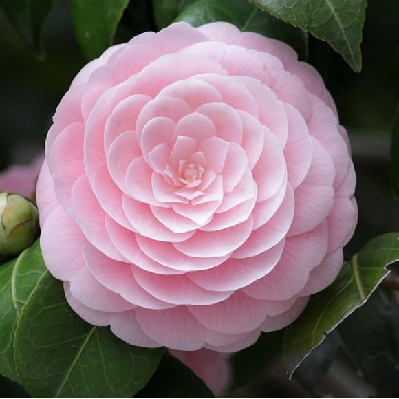 Profile Picture of Rene Mcculley (@renemcculley) on Poshmark