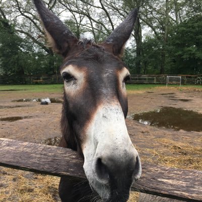 Profile Picture of Joseph Battista (@jubz21) on Twitter