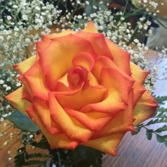 Profile Picture of Phyllis Posimato (@yanni29) on Poshmark