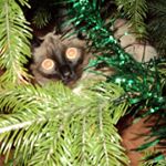 Profile Picture of LOYST (@loystodebralsk) on Instagram