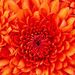 Profile Picture of Alma Daniel (@adaniel2176) on Pinterest