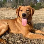 Profile Picture of Corey Choberka (@bigberk21) on Instagram