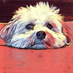 Profile Picture of Addie & Elliot (@addiethehavanese) on Instagram