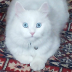 Profile Picture of Khalil Al-moughrabi (@khalilm2013) on Flickr