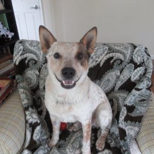 Profile Picture of Carol Cantor (@CarolCantor3) on Twitter