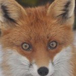 Profile Picture of Brian Herring (@brianakanishin) on Instagram