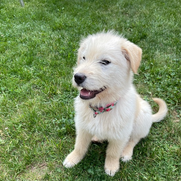 Profile Picture of Pascale Pelletier (@pascalepelletie) on Poshmark