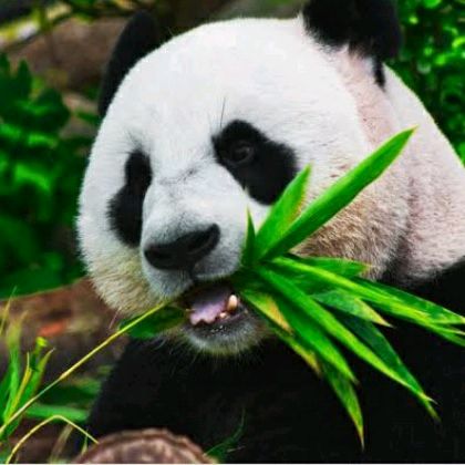 Profile Picture of Daniel Kent (@danielkent61) on Tiktok