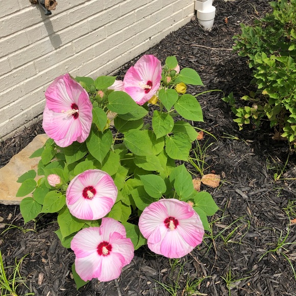 Profile Picture of Trusha Shah (@kunhai10) on Poshmark