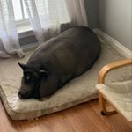 Profile Picture of Kevin Da Pig (@kevin_da_pigglet) on Instagram