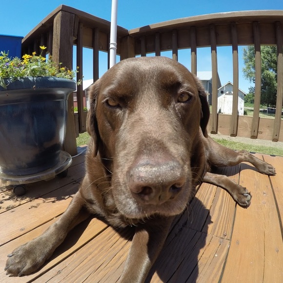 Profile Picture of Carey Suzor (@suzorcarey) on Poshmark