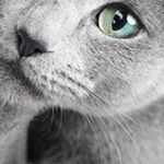 Profile Picture of Tracey Clayborough (@clayborough_tracey) on Instagram