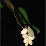 Profile Picture of Lindeth Fernhurst (@qcdktderml) on Instagram