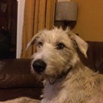 Profile Picture of Sam Thorne (@chase_maisie_wilson) on Instagram