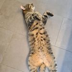 Profile Picture of Eva Tillmann (@sunrise_eva) on Instagram