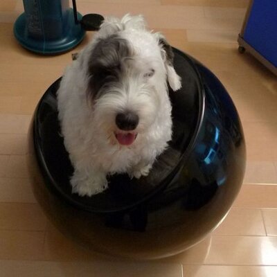 Profile Picture of Joanna Tang (@spike2007) on Twitter