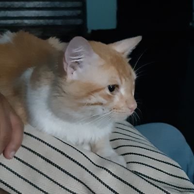 Profile Picture of Mauricio Misael Ayala (@MauricioMisae16) on Twitter