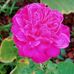 Profile Picture of Mary Rego (@mary.rego.549) on Facebook