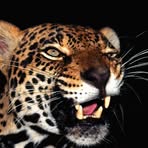 Profile Picture of Cecil Ralph (@cecil.ralph.75) on Facebook
