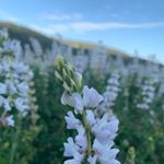 Profile Picture of Natasha Cordova-Diba (@natasha.sakura) on Instagram