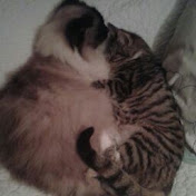 Profile Picture of Lisa Monteiro (@lisamonteiro2963) on Youtube