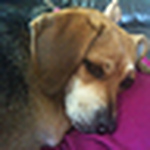 Profile Picture of Nahalbahr (@nahalbahr) on Flickr