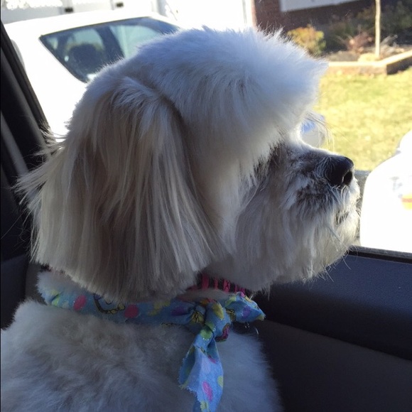 Profile Picture of Samantha Vulpis (@svulpis1) on Poshmark