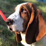 Profile Picture of Reggie ‘Roo’  Chapman (@reggie_basset) on Instagram
