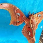 Profile Picture of Jan Jan Mesa (@jan.jan.mesa.2025) on Facebook