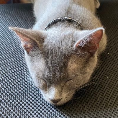 Profile Picture of Meow Meowmeow (@MewnyanStrong) on Twitter