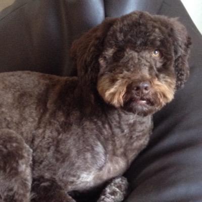 Profile Picture of Alison Marsden (@sweetpeabb81) on Twitter