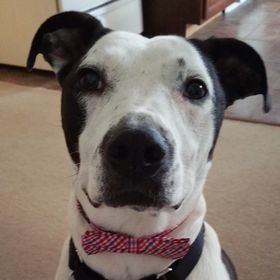 Profile Picture of Julie Mueller (@pongo613) on Pinterest