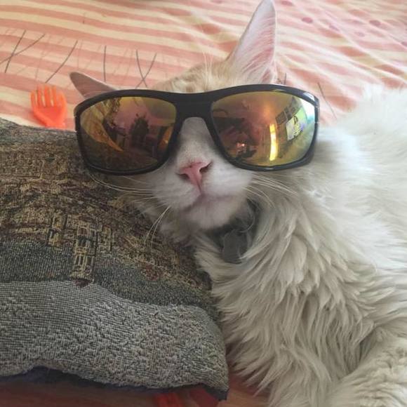 Profile Picture of Jose Arroyo (@arquitectusjoe) on Poshmark