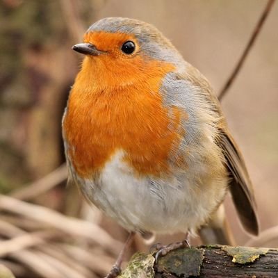 Profile Picture of David Matlock (@DavidMa99508519) on Twitter