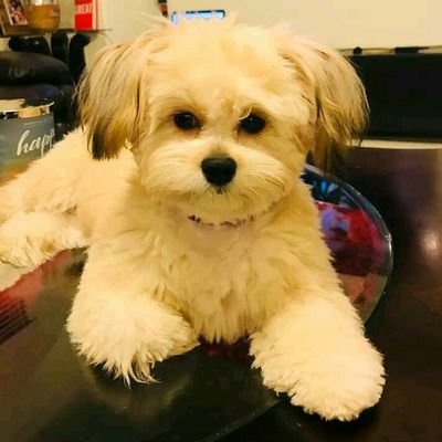 Profile Picture of Bruce Larsen (@BruceLa90422284) on Twitter