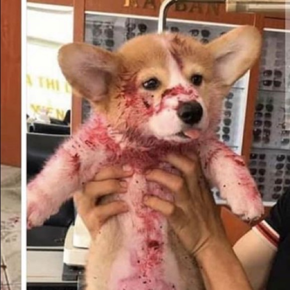 Profile Picture of Maria Corpodean (@babeytown) on Poshmark