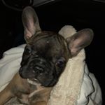 Profile Picture of Richard:) (@richard_frenchbull) on Instagram