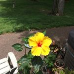 Profile Picture of Julie Hennessy (@hennessy2752) on Instagram