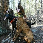 Profile Picture of Ian Chestnut (@ian_chestnut) on Instagram