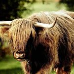 Profile Picture of stuart angus (@stuartangus709) on Instagram